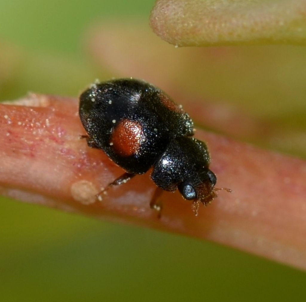 Coccinellidae da identificare